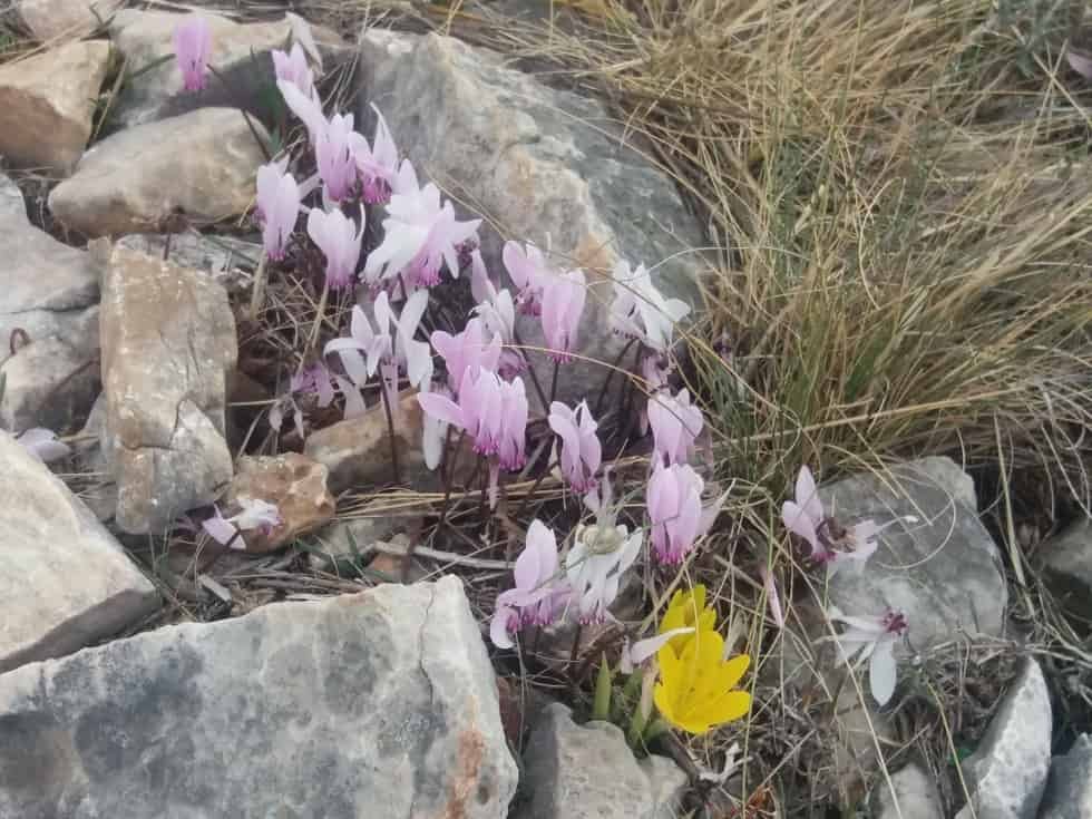 1η Μαϊου ΚΑΛΟ ΜΗΝΑ  